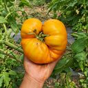 235 Kozula 202-1 Tomato, 5 Seeds