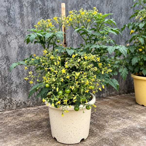 144 Dark Dwarf Multiflora Tomato, 5 Seeds