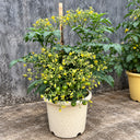 144 Dark Dwarf Multiflora Tomato, 5 Seeds