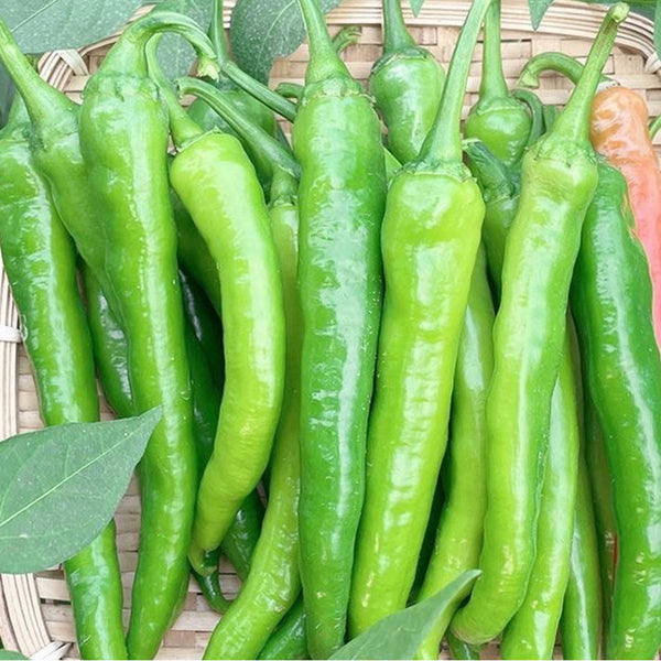 Hangjiao No.1 Pepper Seeds, 100 Seeds