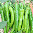 Hangjiao No.1 Pepper Seeds, 100 Seeds