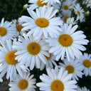 White Max Chrysanthemum, 600 Seeds
