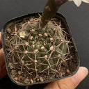 Gymnocalycium quehlianum, 3-4cm