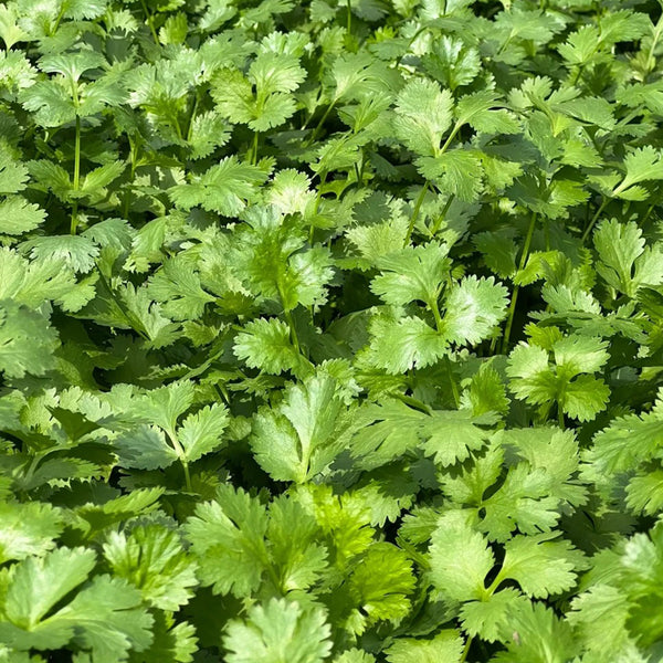 Yunxiang 369 Coriander Seeds, 50g