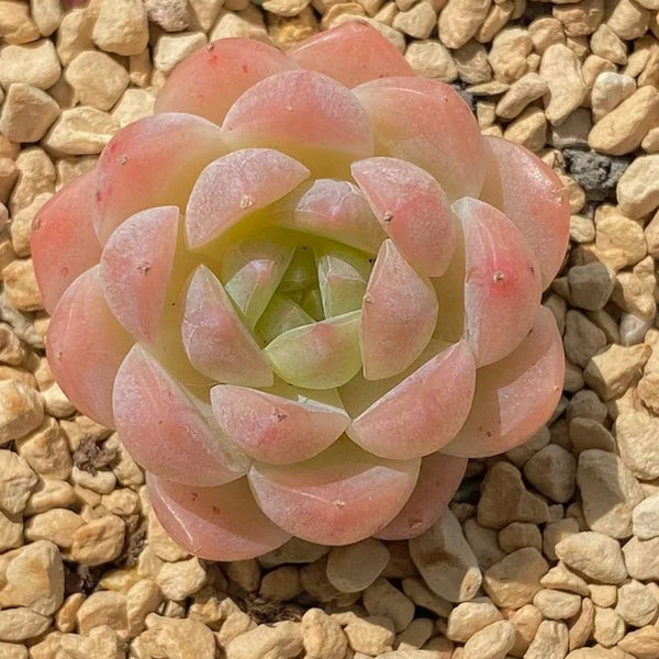 Echeveria cv. 'Moon Star', 3pcs x 1-head