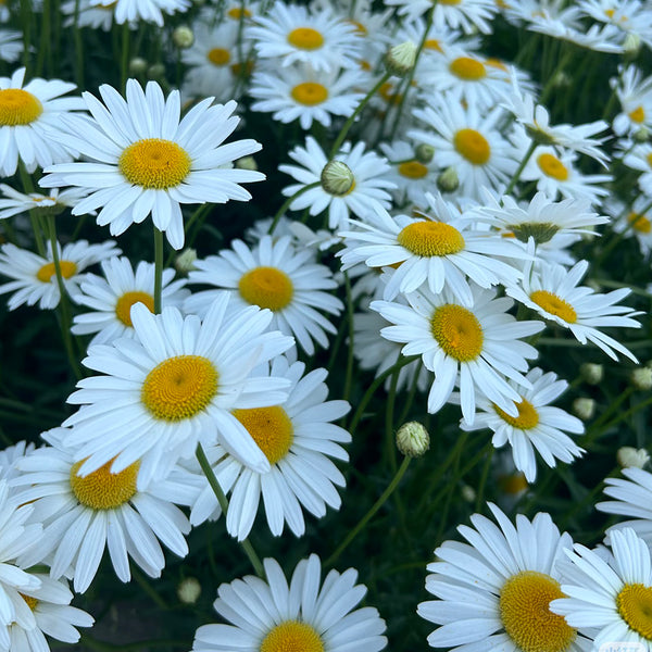 White Max Chrysanthemum, 600 Seeds
