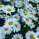 White Max Chrysanthemum, 600 Seeds