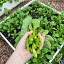 Ningxia Fiberless 110-day Choy Sum Seeds, 20g