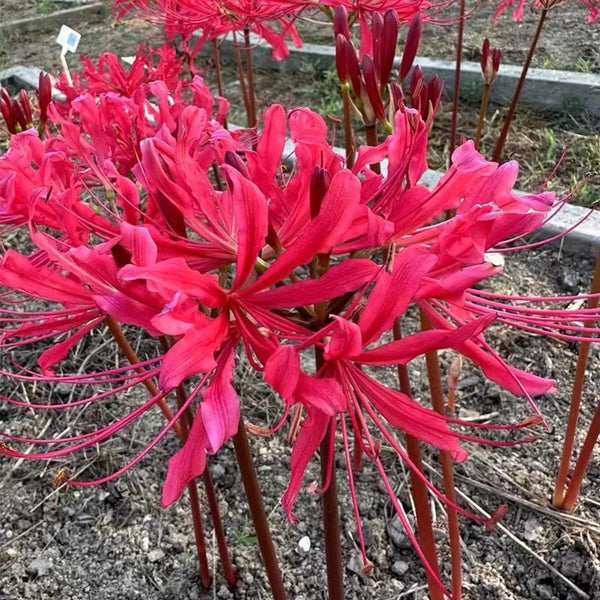 Rose Lycoris, 1 Bulb
