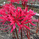Rose Lycoris, 1 Bulb