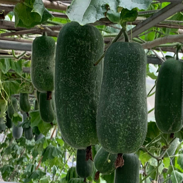 Yueguang Wax Gourd Seeds, 20g