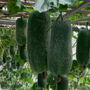 Yueguang Wax Gourd Seeds, 20g