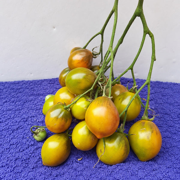 216 Smolka Beauty Multiflora Tomato, 5 Seeds
