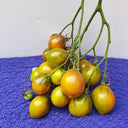 216 Smolka Beauty Multiflora Tomato, 5 Seeds