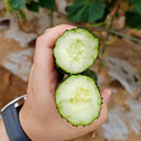 'New No. 4' Gynoecious Cucumber, 200 Seeds