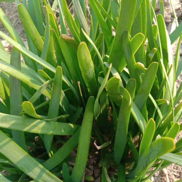 Purple Root Chinese Chives Seeds, 10g
