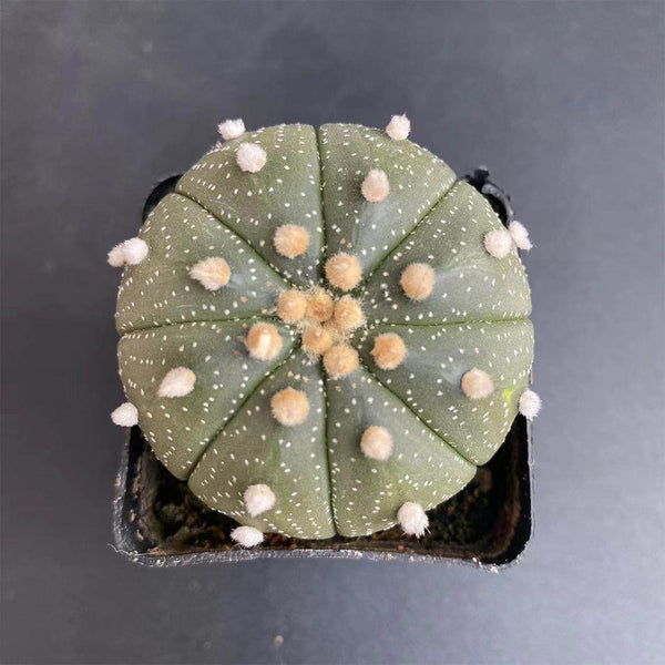 Astrophytum asterias, 3cm