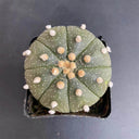 Astrophytum asterias, 3cm