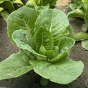 Little Gem Lettuce Seeds, 3g