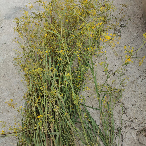 Bupleurum chinense, 200 Seeds