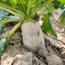 'Nanpanzhou' Radish Seeds, 20g