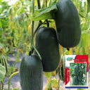 Flying No.8' Sweet Melon Hybrid F1 Seeds, 50 Seeds