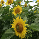 'Smiling Face' Ornamental Sunflower Seeds, 2g