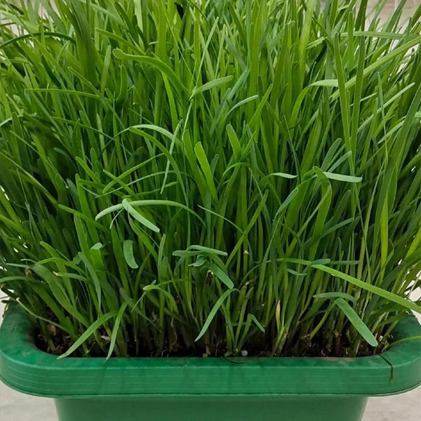 HUAJUN Bonsai Chinese Chives Seeds, 5 × 5g Bags