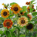 'Magic Flute' Ornamental Sunflower Seeds, 2g