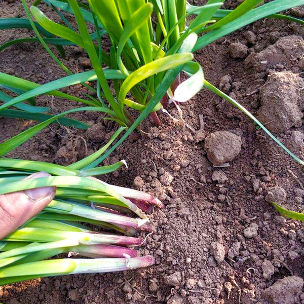 Dugen Red Chinese Chives Seeds, 10g
