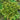 Japanese Ashitaba, 50 Seeds