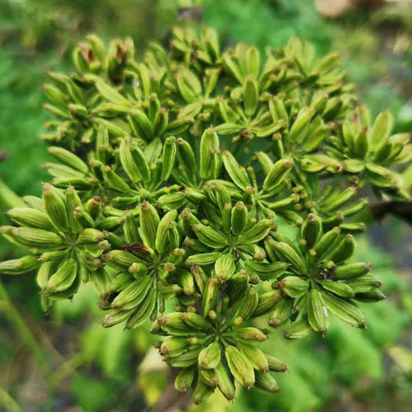 Japanese Ashitaba, 50 Seeds