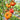 1127 Station Tomato, 5 Seeds