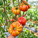 1127 Station Tomato, 5 Seeds