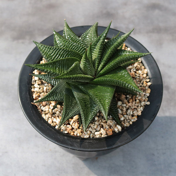 Haworthiopsis limifolia, 4-5cm