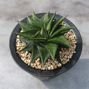 Haworthiopsis limifolia, 4-5cm
