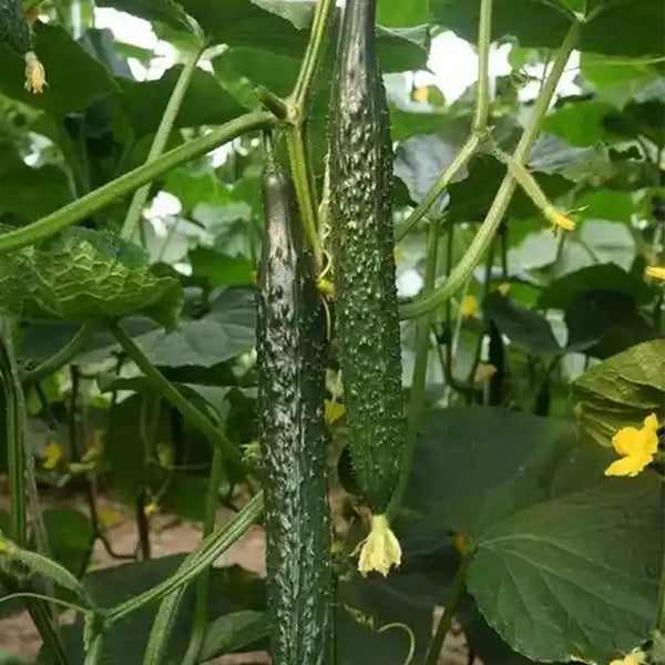 Fuyang Spiny Cucumber Seeds, 30 Seeds
