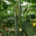 Fuyang Spiny Cucumber Seeds, 30 Seeds