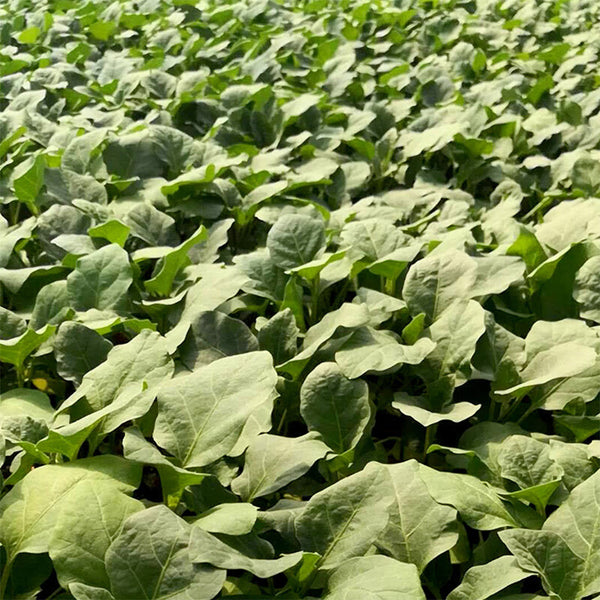 Tuolubamu Eggplant Rootstock Seeds, 5g