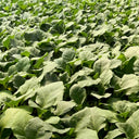 Tuolubamu Eggplant Rootstock Seeds, 5g