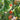 856 Moldovan Garland Tomato, 5 Seeds