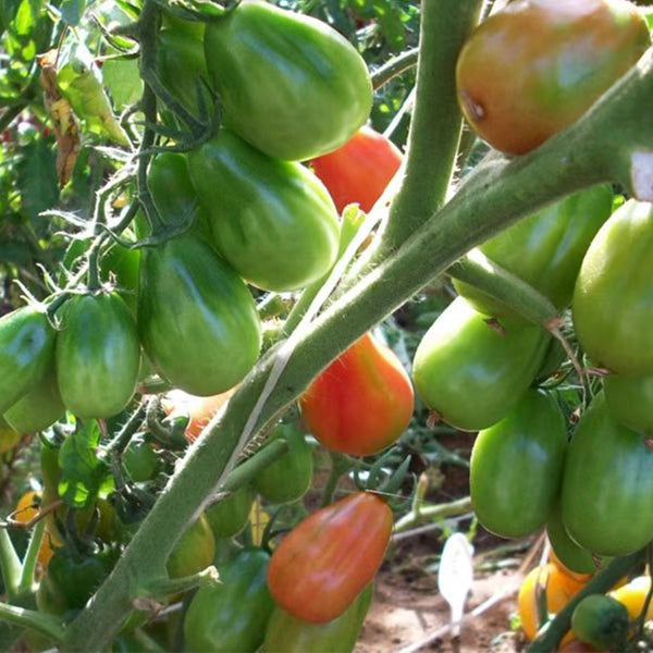 856 Moldovan Garland Tomato, 5 Seeds