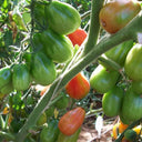 856 Moldovan Garland Tomato, 5 Seeds