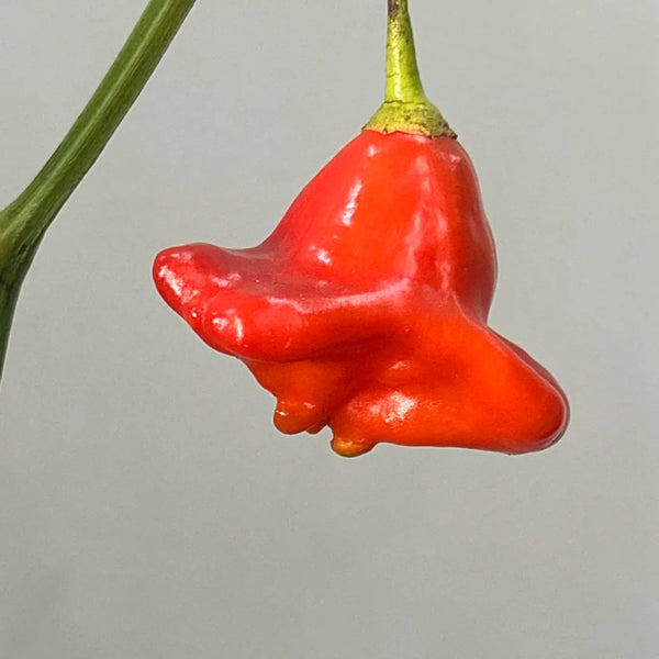 Bishop's Hat Pepper, 50 Seeds