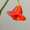 Bishop's Hat Pepper, 50 Seeds