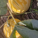 Golden No.3 Watermelon Seeds, Pack of 100