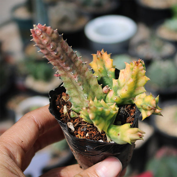 Variegated Huernia zebrina 'Lifesaver', 3-4cm