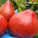 775 Reinhard's Purple Heart Tomato, 5 Seeds