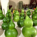 Jade Green Gourd, 10 Seeds