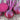 HC Purple Top Beet Seeds, 10g
